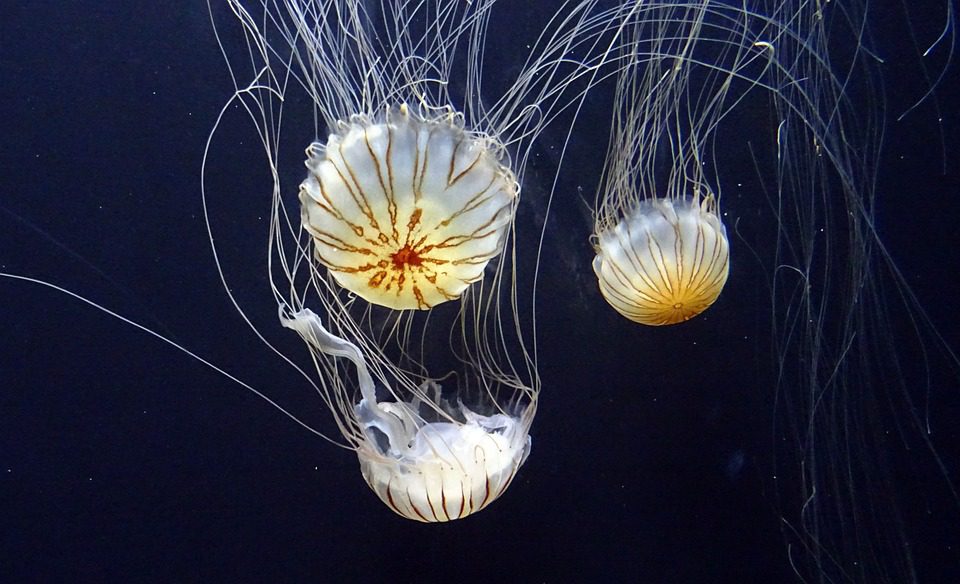 jellyfish-1024271_960_720