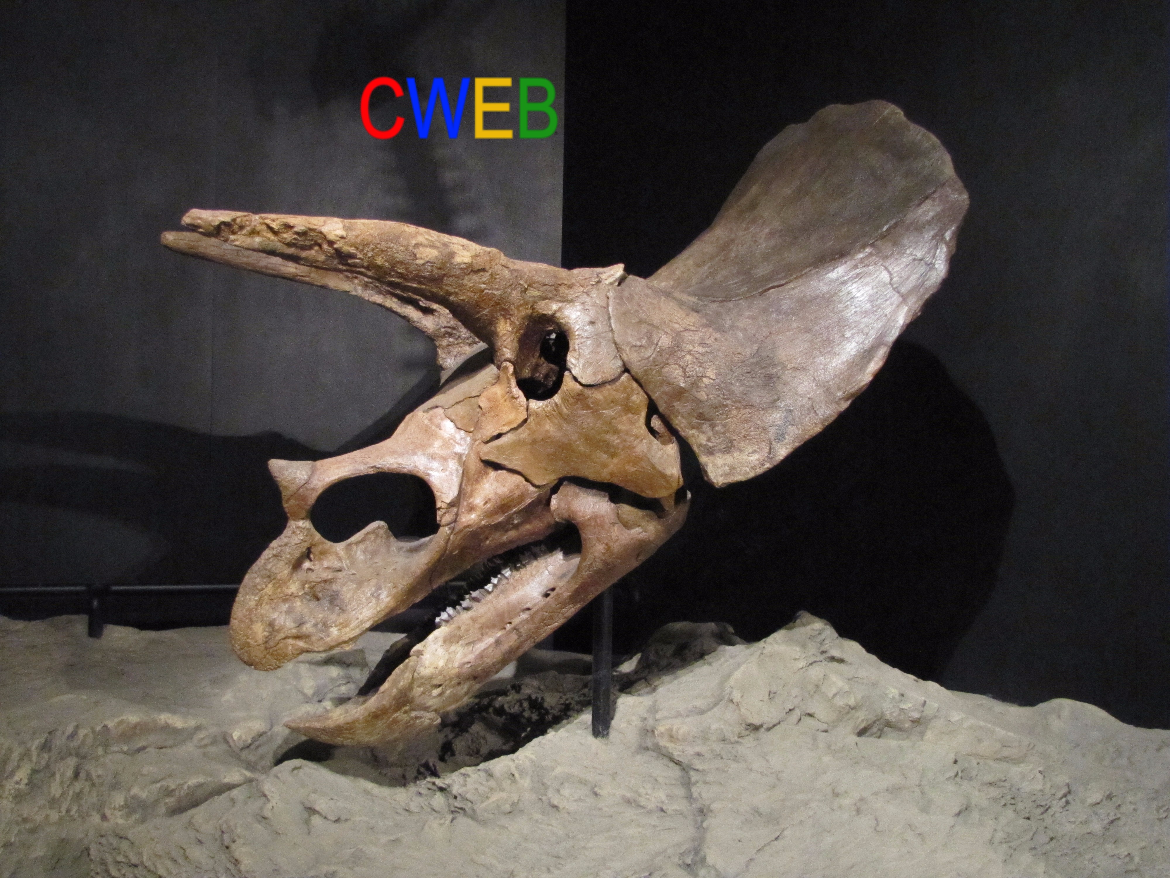 Triceratops_skull_houston.JPG